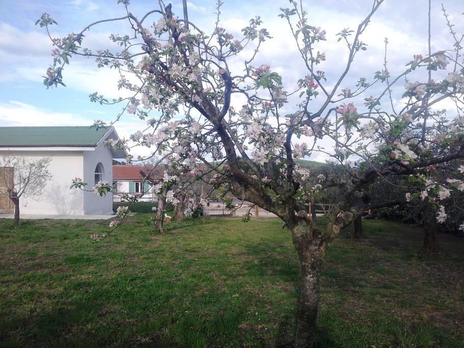 Bed and Breakfast Gli Olivi Формелло Экстерьер фото